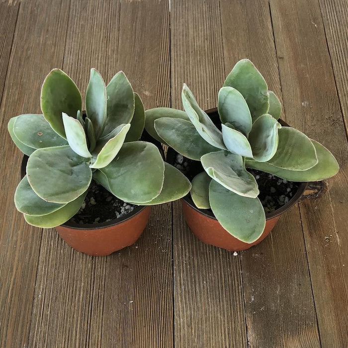 are money plants succulents Money Plant - Crassula obvallata - 4 inch