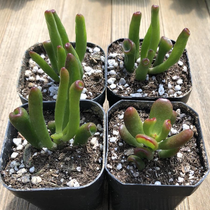 succulent that looks like jade Gollum Jade - Crassula ovata - 2 inch