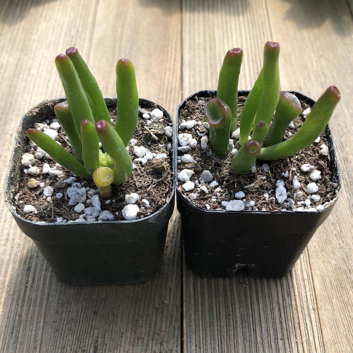 crassula ovata gollum - jade plant Gollum Jade - Crassula ovata - 2 inch