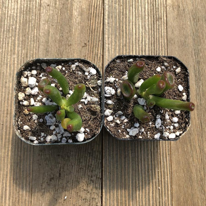 gollum succulent propagation Gollum Jade - Crassula ovata - 2 inch