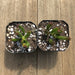 Gollum Jade - Crassula ovata - 2 inch | Plant | Harddy