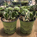 Variegated Jade - Crassula ovata Variegata - 4 inch | Plant | Harddy