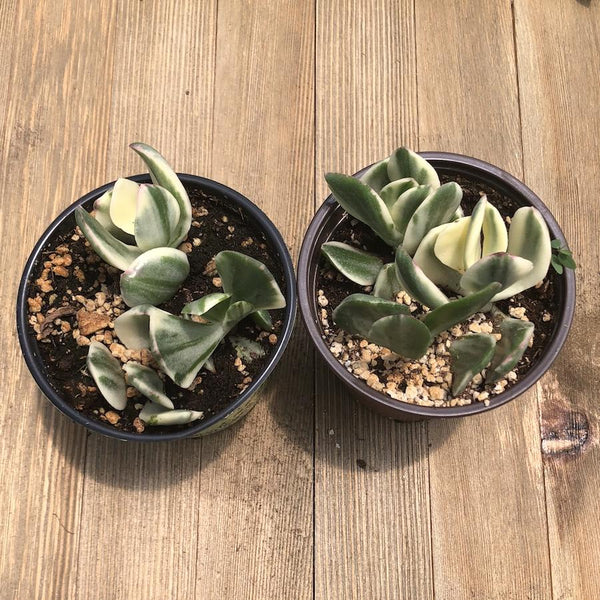 Variegated Jade - Crassula ovata Variegata - 4 inch | Plant | Harddy