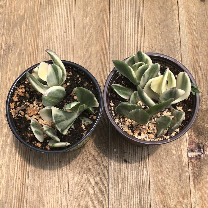 variegated jade succulent Variegated Jade - Crassula ovata Variegata - 4 inch