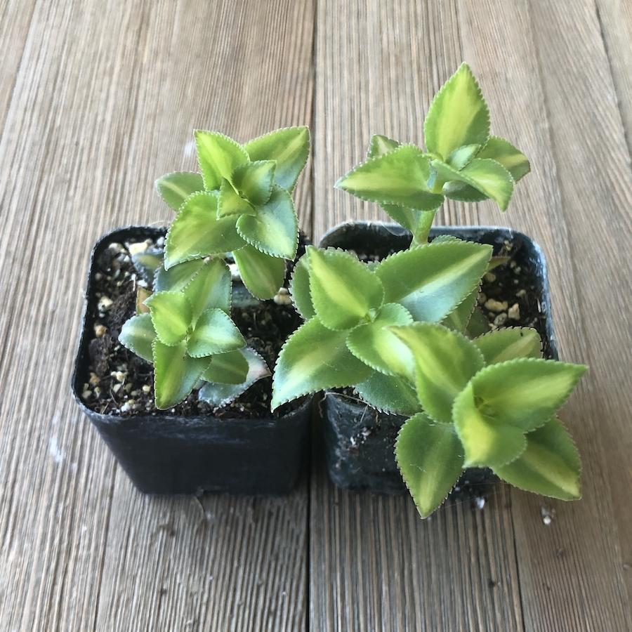 Crassula sarmentosa variegated - 2 Inch