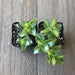 Crassula sarmentosa variegated - 2 Inch | Plant | Harddy