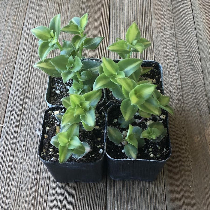 Crassula sarmentosa variegated - 2 Inch | Plant | Harddy