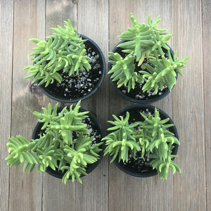 Mini Pine Tree Succulent - Crassula tetragona - 4 Inch | Plant | Harddy