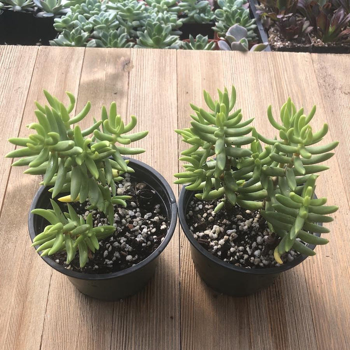succulent mini tree Mini Pine Tree Succulent - Crassula tetragona - 4 Inch