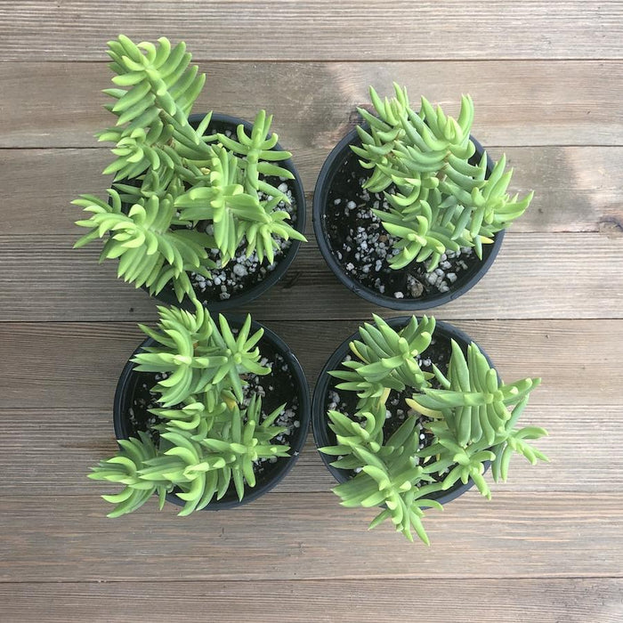 miniature pine tree succulent care Mini Pine Tree Succulent - Crassula tetragona - 4 Inch