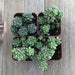 Little Gem Succulents - Cremnosedum - Perfect for Terrariums | Plant | Harddy