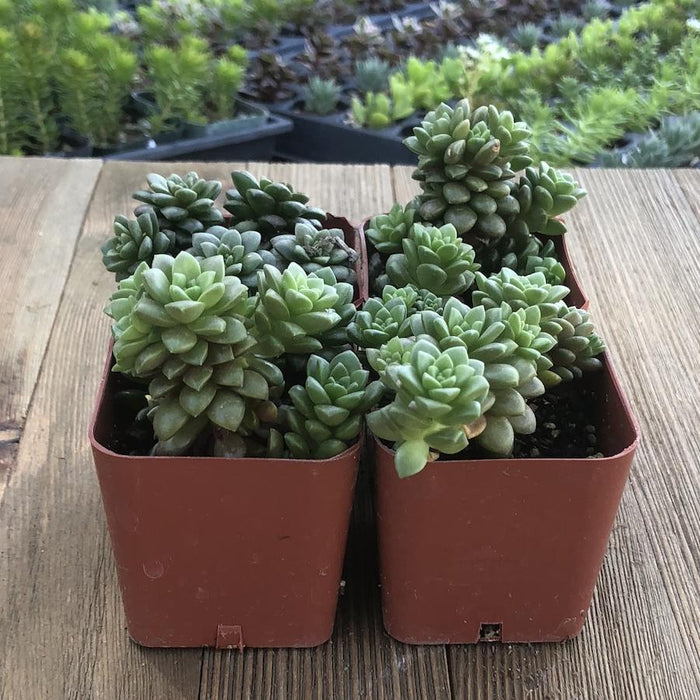 little gem succulent care Little Gem Succulents - Cremnosedum - Perfect for Terrariums