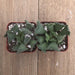 Crinkle Leaf - Adromischus cristatus - 2 inch | Plant | Harddy