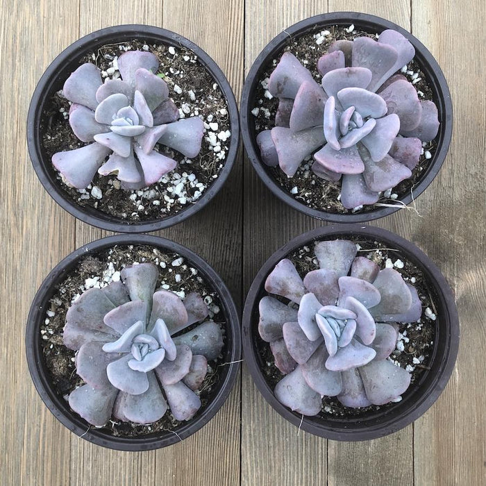 lilac frost succulent Cubic Frost Echeveria - 4 Inch