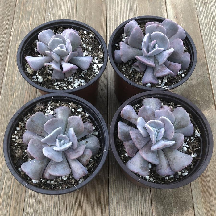 Cubic Frost Echeveria - 4 Inch | Plant | Harddy