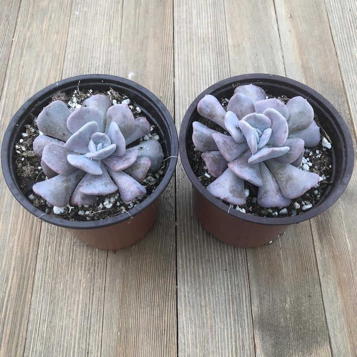 cubic succulent Cubic Frost Echeveria - 4 Inch