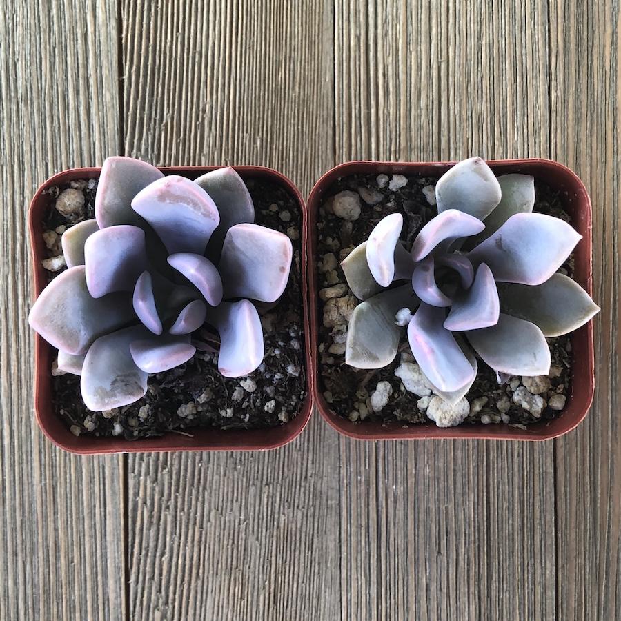 Graptoveria Debbie - 2 inch | Premium Succulents Direct From the
