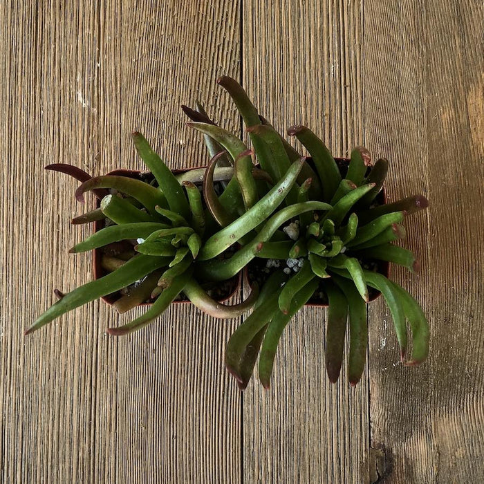 horn succulent Devils Horn Crassula - Crassula nudicaulis - 2 inch