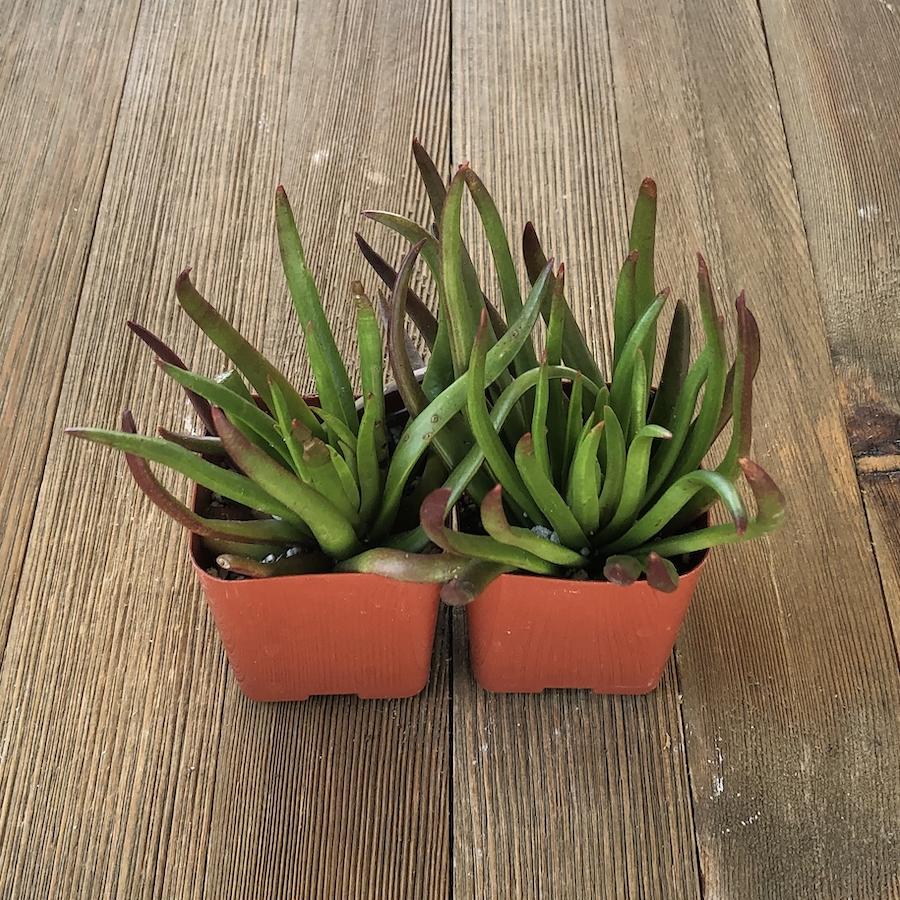 devil's horn succulent Devils Horn Crassula - Crassula nudicaulis - 2 inch