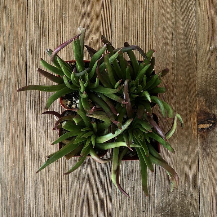 nudicaulis succulent Devils Horn Crassula - Crassula nudicaulis - 2 inch