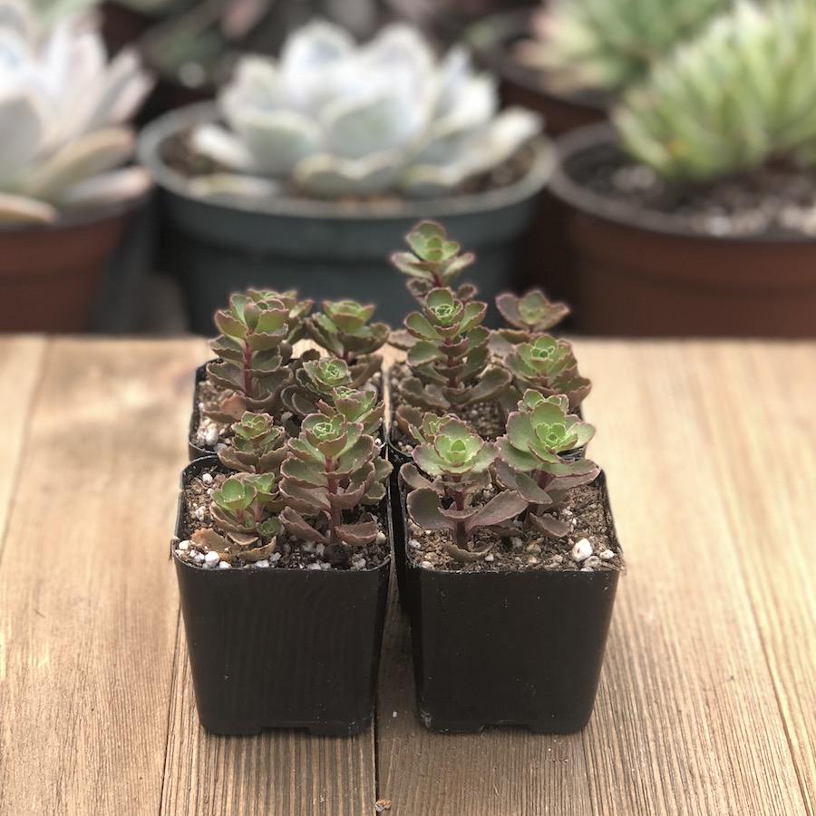 dragon's blood plant indoors Dragons Blood Sedum - Red Sedum spurium Stonecrop - 2 inch