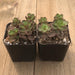Dragons Blood Sedum - Red Sedum spurium Stonecrop - 2 inch | Plant | Harddy