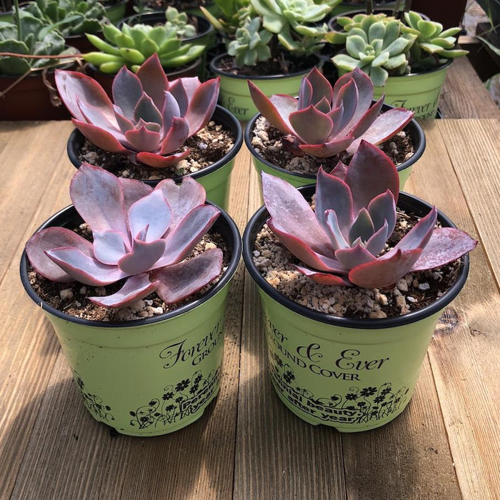 afterglow succulent Echeveria Afterglow 4 inch