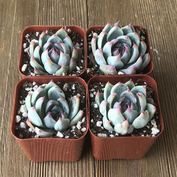 silly succulent azulita Echeveria Azulita - 2 inch