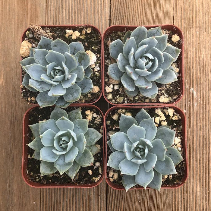 real blue succulents Echeveria Blue Mist - Echeveria Secunda - 2 inch