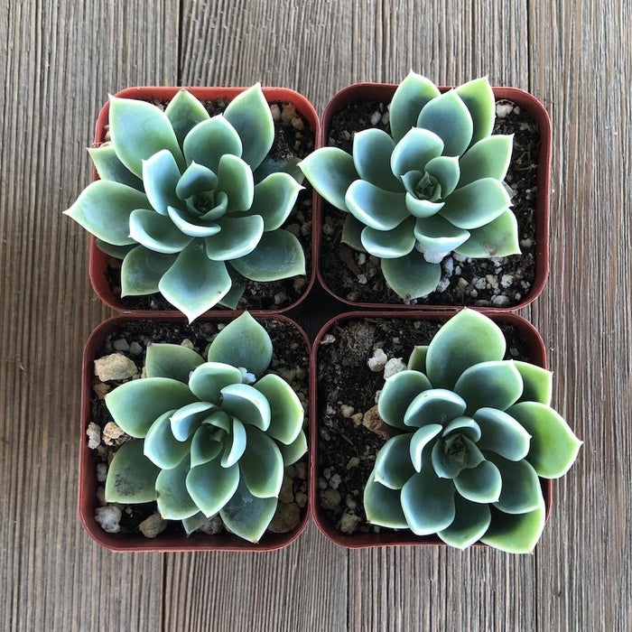 echeveria succulent blue Echeveria Blue Atoll - 2 inch