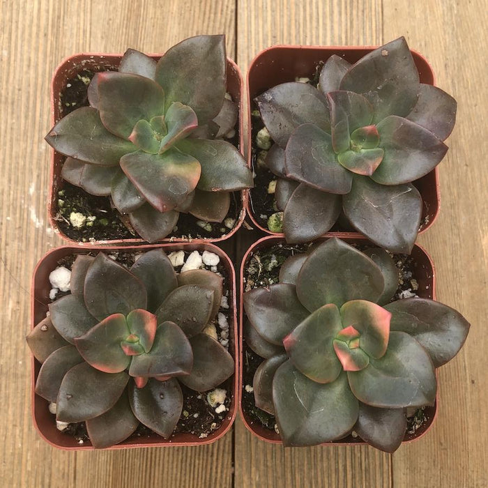 chroma succulent Echeveria Chroma - California Hybrid - 2 inch