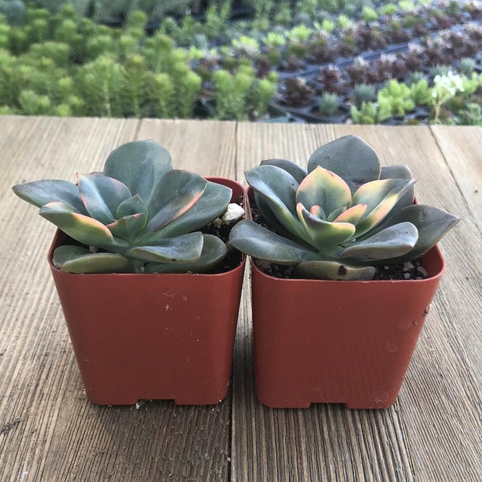 echeveria chroma succulent Echeveria Chroma - California Hybrid - 2 inch