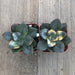 Echeveria Chroma - California Hybrid -  2 inch | Plant | Harddy