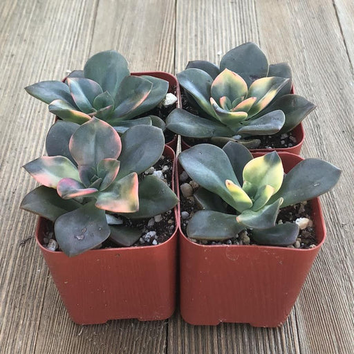 chroma succulent care Echeveria Chroma - California Hybrid - 2 inch