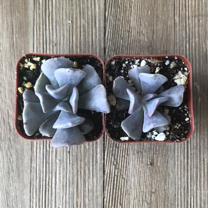 Echeveria Cubic Frost | Plant | Harddy