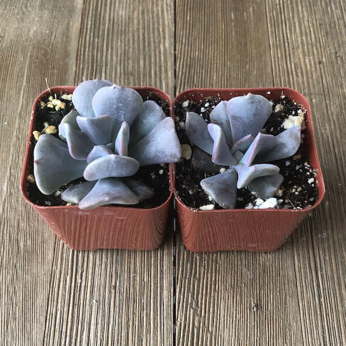 cubic frost succulent propagation Echeveria Cubic Frost