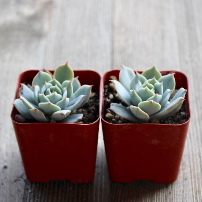domingo succulent Echeveria Domingo - Domingo Hen and Chicks