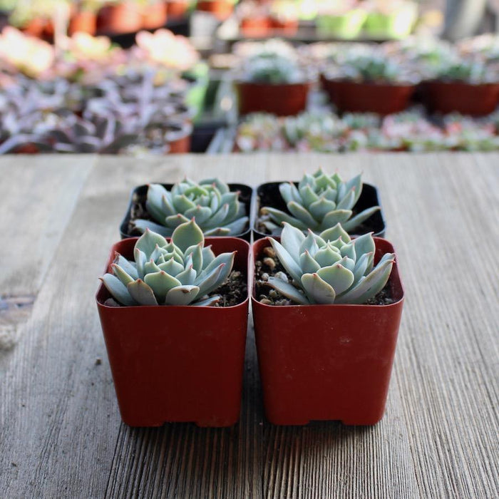 domingo succulent Echeveria Domingo - Domingo Hen and Chicks