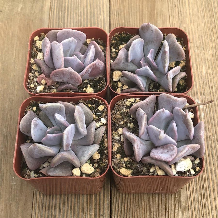 succulent cubic frost Echeveria Cubic Frost