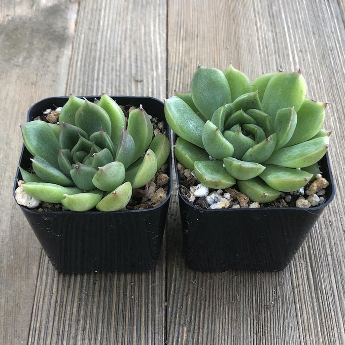 Echeveria Lime and Chile - Hybrid | Plant | Harddy