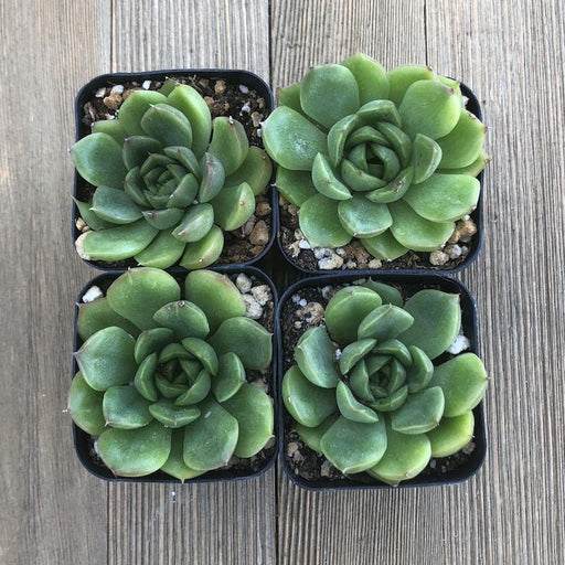 lime n chile succulent Echeveria Lime and Chile - Hybrid