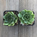 Echeveria Lime and Chile - Hybrid | Plant | Harddy