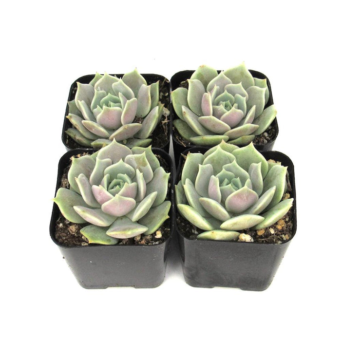 succulent lola Echeveria Lola