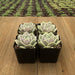 Echeveria Lola - Mexican Hen and Chicks | Plant | Harddy