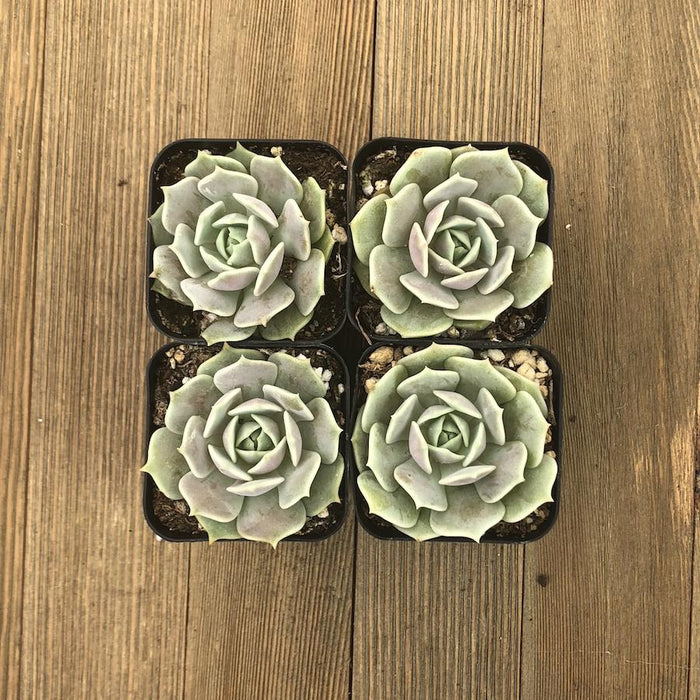 Echeveria Lola - Mexican Hen and Chicks | Plant | Harddy