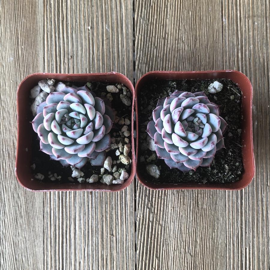 blue minima succulent Echeveria Minima