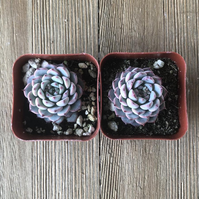 minima succulent Echeveria Minima