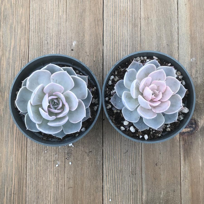 Echeveria Morning Beauty subsessilis - 4 inch | Plant | Harddy