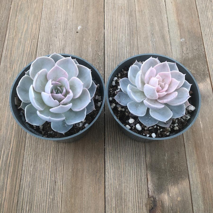 echeveria morning beauty succulent Echeveria Morning Beauty subsessilis - 4 inch