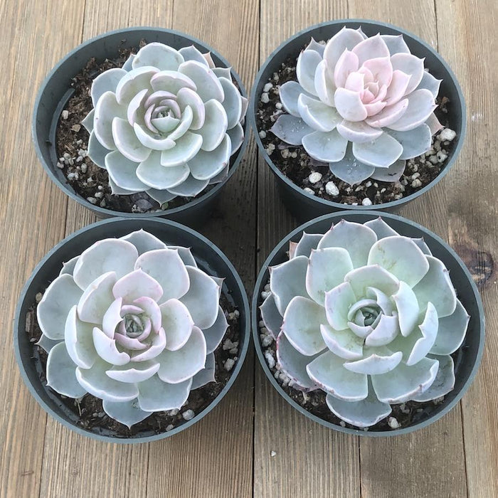 succulent sub Echeveria Morning Beauty subsessilis - 4 inch